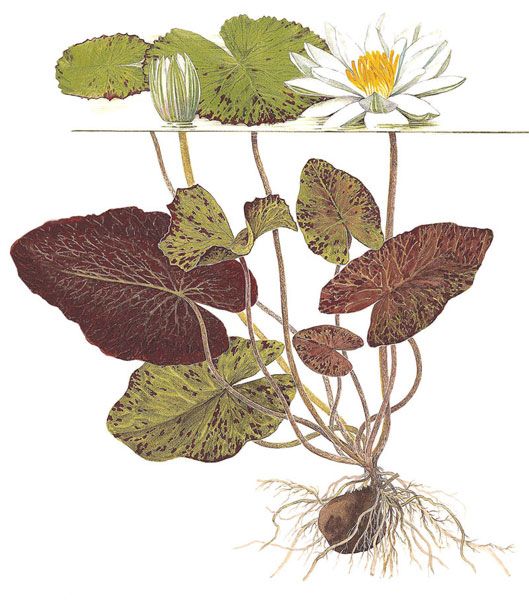 Lotus dessin