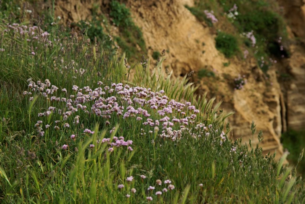 Cap Gris-Nez - Côte d'Opale - View SSW on abundance of Armeria maritima: "Thrift", "Sea thrift", "Sea pink" / "Engels Gras"